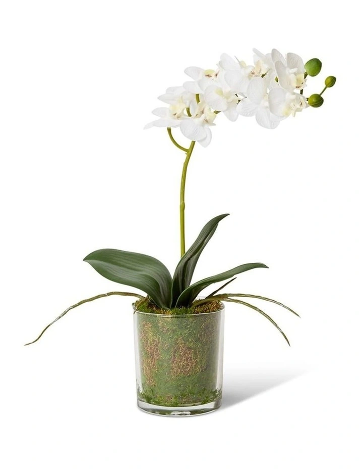 Phalaenopsis Mini in White/Clear 30cm image 1