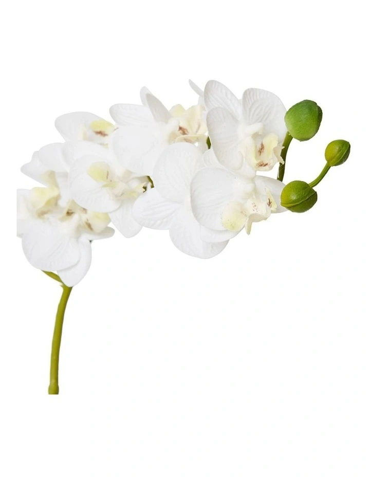 Phalaenopsis Mini in White/Clear 30cm image 2