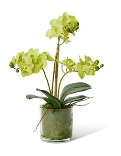 Phalaenopsis Mini in Green/Clear 40cm