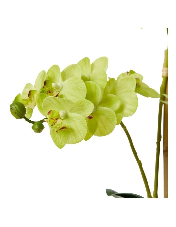 Phalaenopsis Mini in Green/Clear 40cm image 2
