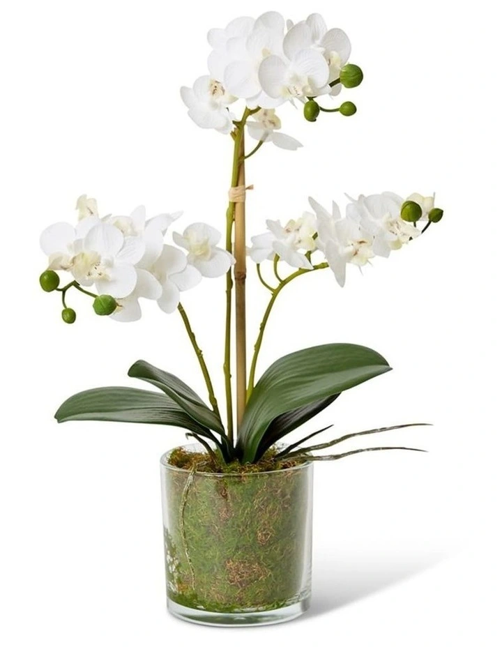 Phalaenopsis Mini in White/Clear 40cm image 1