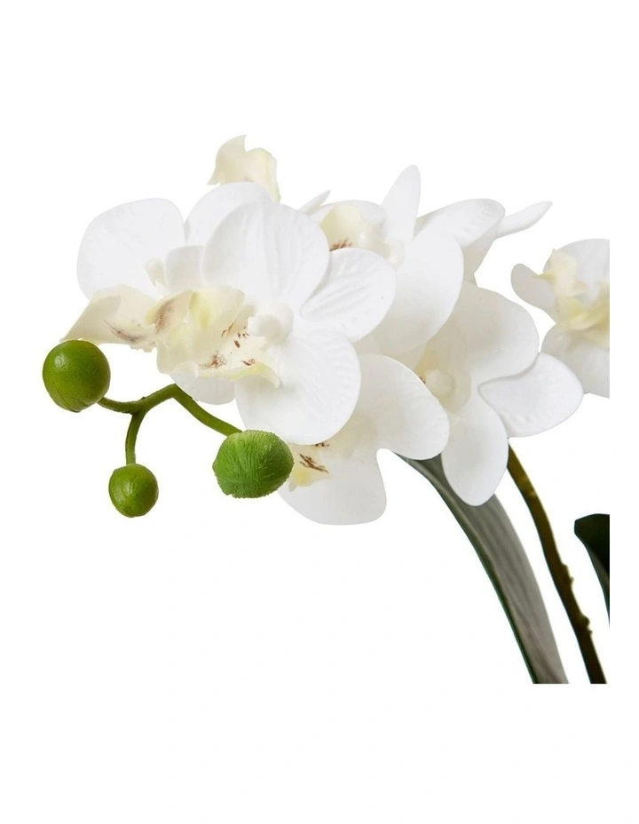 Phalaenopsis Mini in White/Clear 40cm image 2
