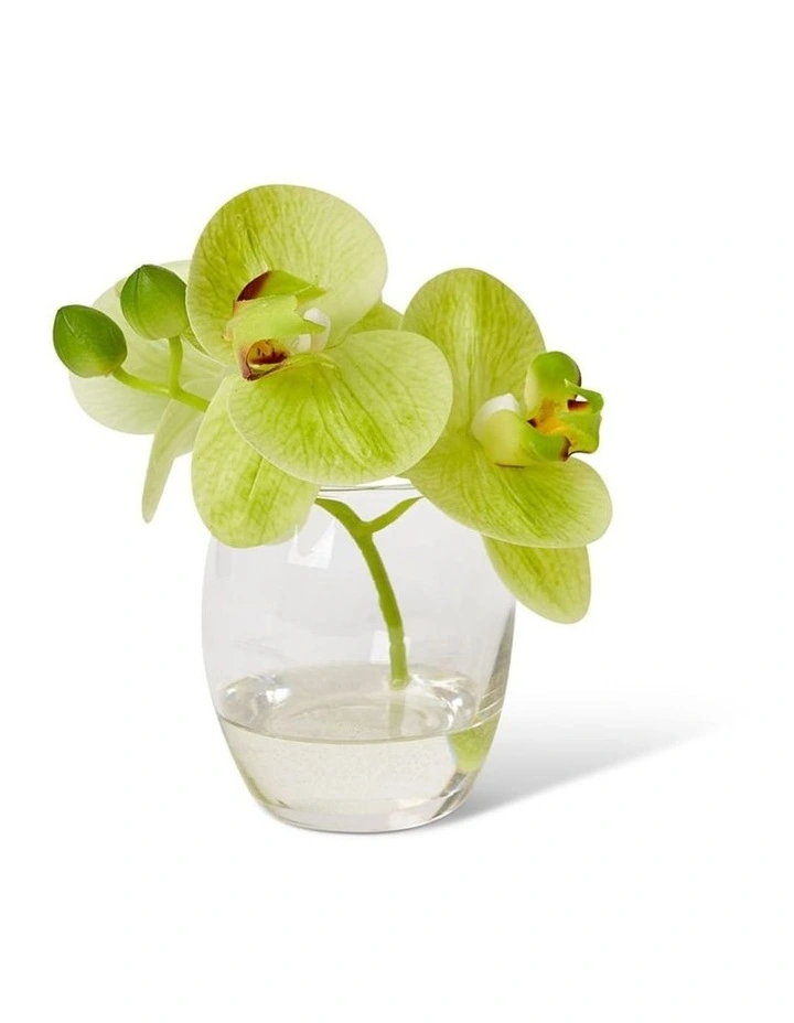 Phalaenopsis in Green/Clear 15cm image 1