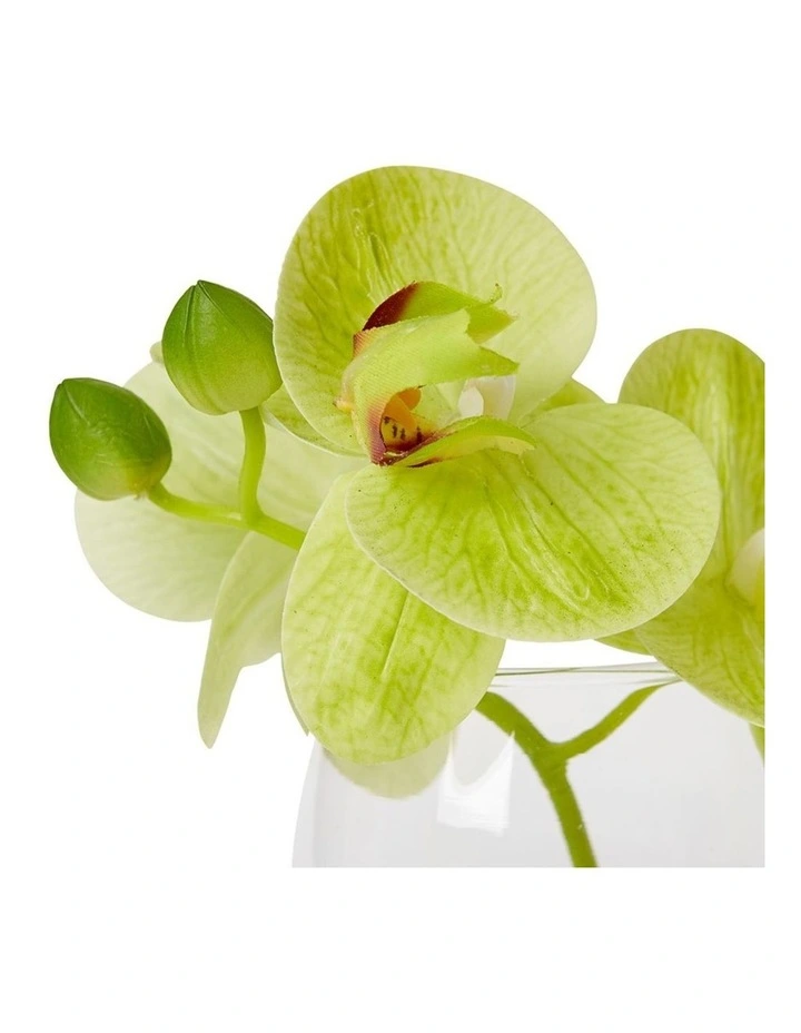 Phalaenopsis in Green/Clear 15cm image 2