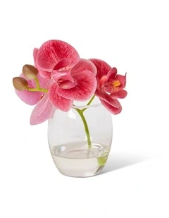 Phalaenopsis in Pink/Clear 15cm