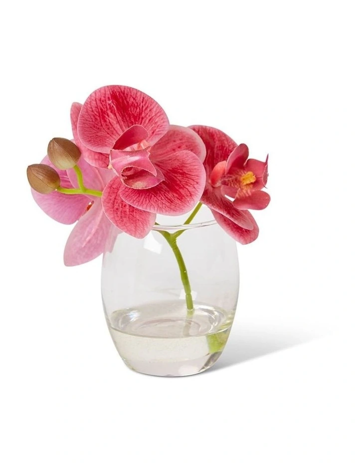 Phalaenopsis in Pink/Clear 15cm image 1
