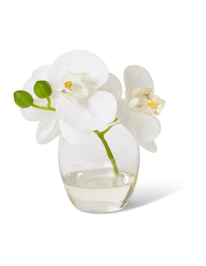 Phalaenopsis in White/Clear 15cm image 1