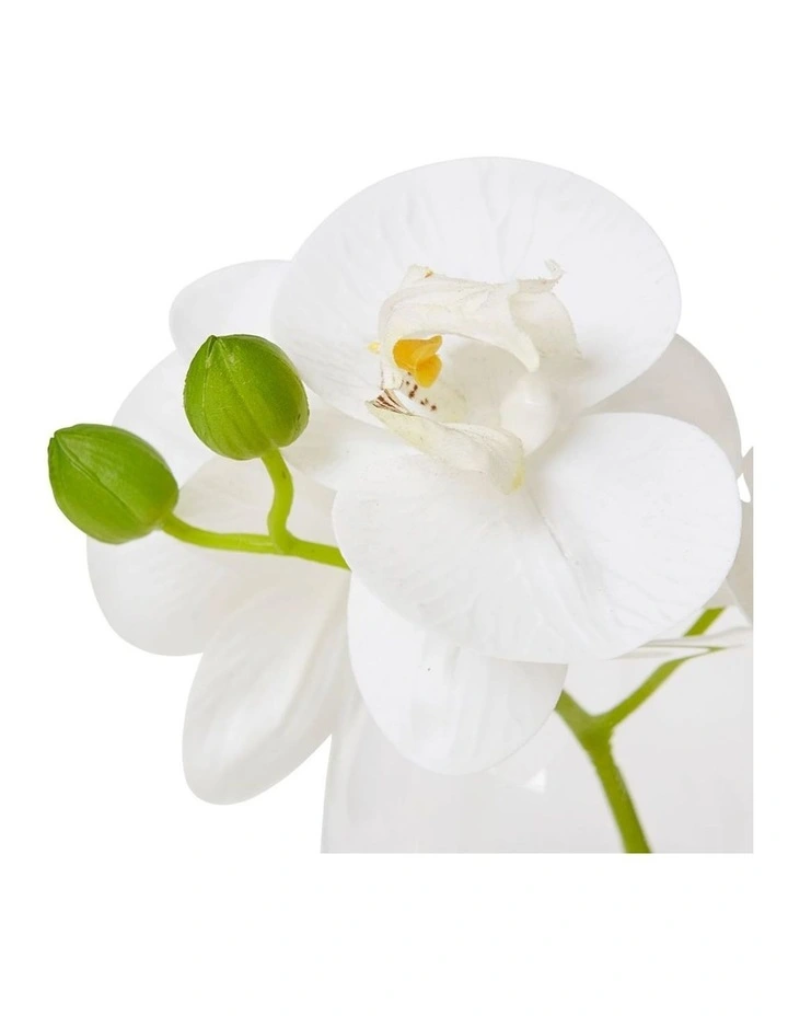 Phalaenopsis in White/Clear 15cm image 2