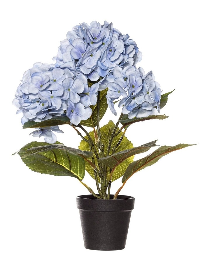 Rogue Hydrangea Bush In Garden Pot 48cm Blue Myer