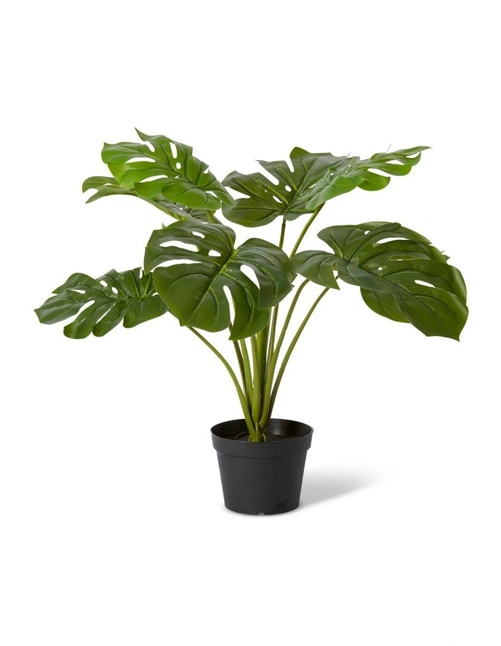 Monstera Plant Potted 60cm image 1