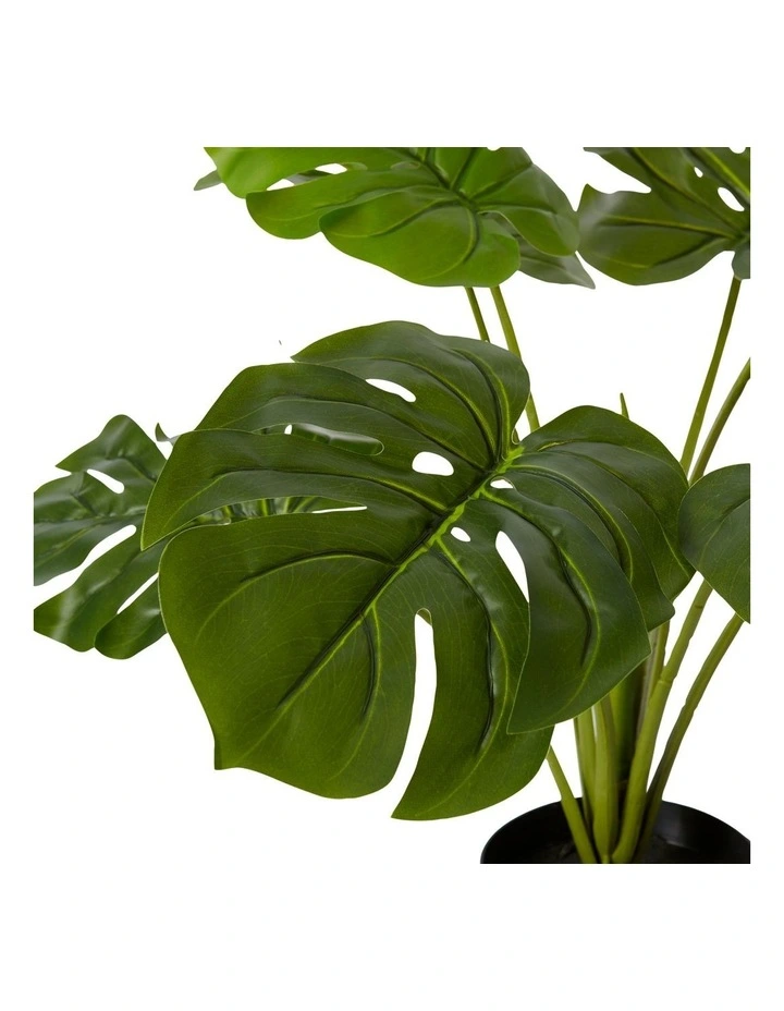 Monstera Plant Potted 60cm image 2