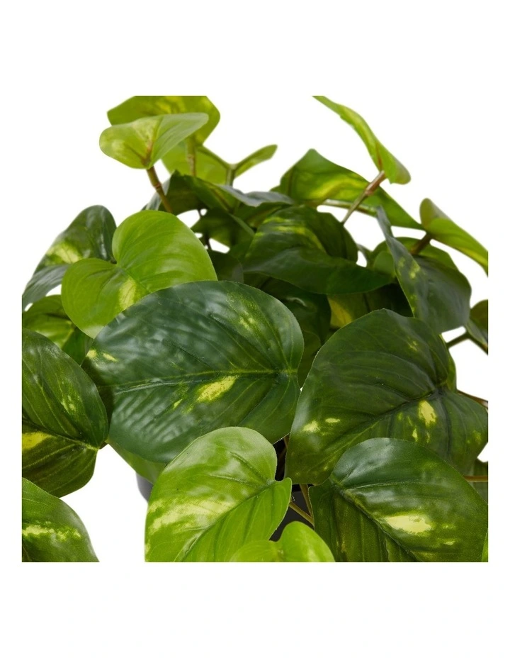 Pothos Golden Potted in Variegated image 2