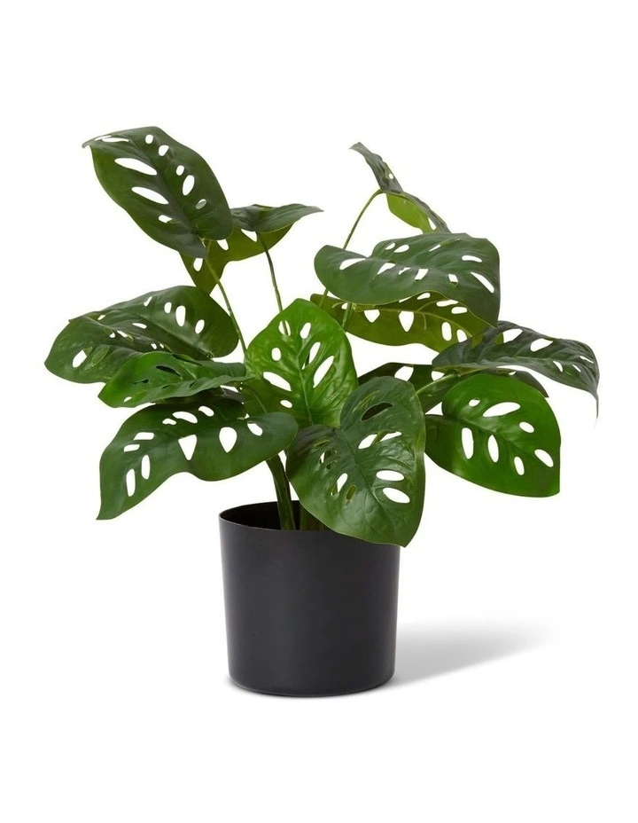 Swiss Cheese Plant Potted image 1