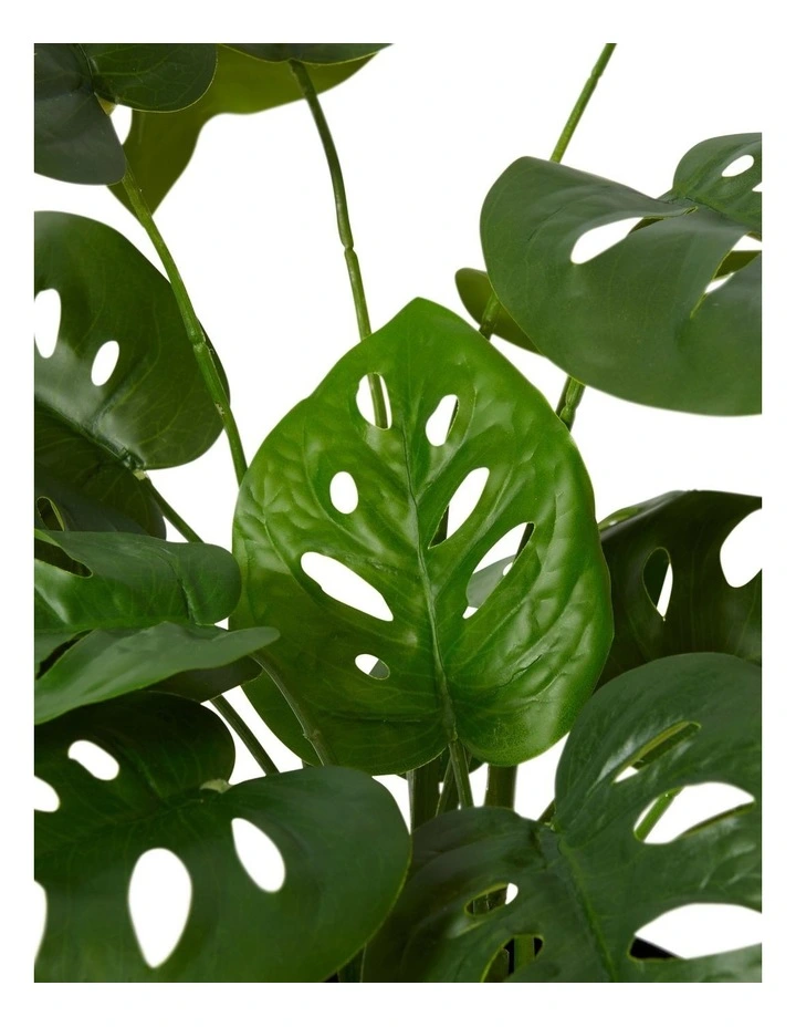 Swiss Cheese Plant Potted image 2