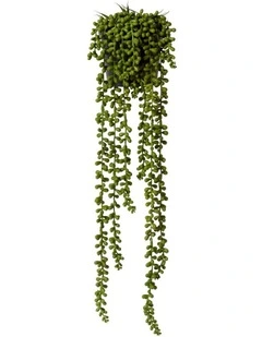 String of Pearls Potted in Green
