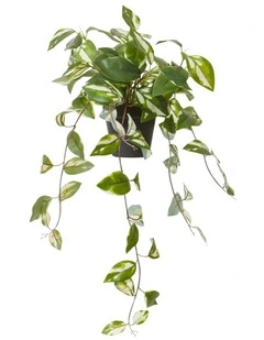 Hoya Plant Potted in Green