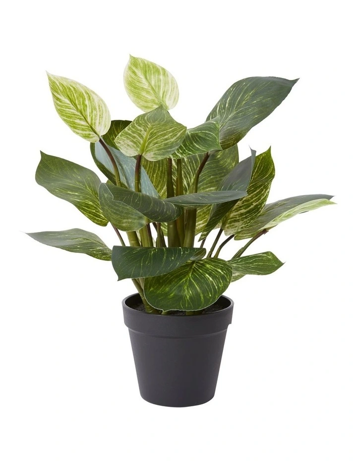 Elme Living Philodendron Birkin Plant Potted 30x28x39cm in Green MYER
