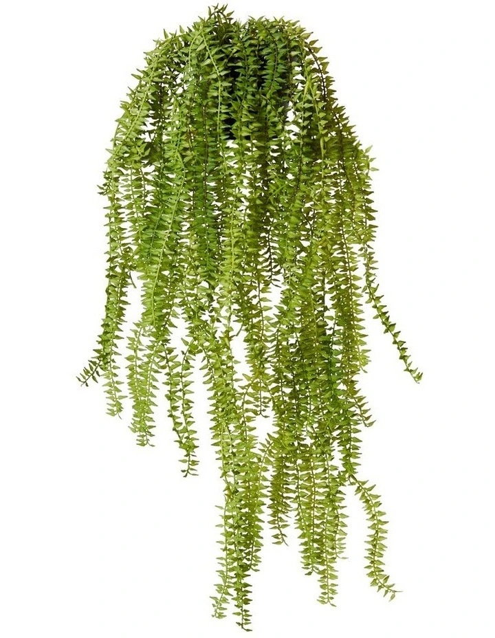 Sawtooth Hanging Fern in Green image 3