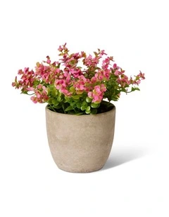 Elme Living Eucalyptus flowering bush Pink 20