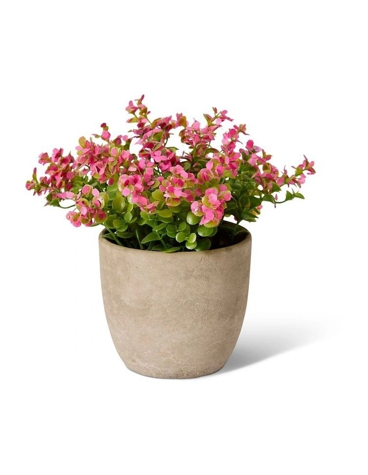 Elme Living Eucalyptus flowering bush Pink 20 image 1