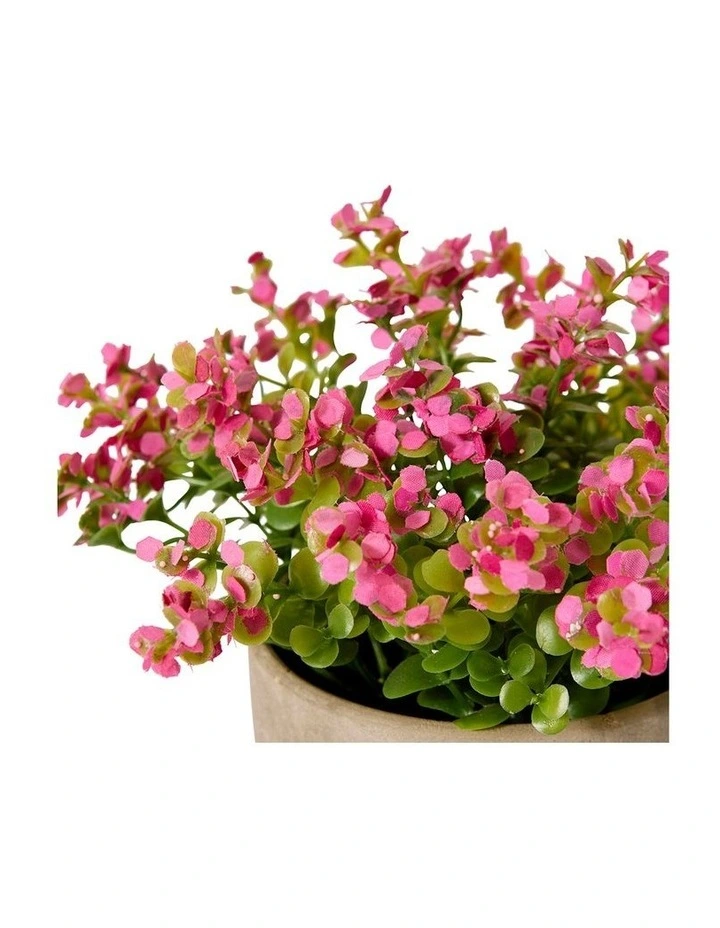 Elme Living Eucalyptus flowering bush Pink 20 image 2