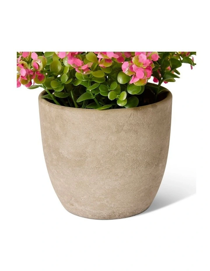 Elme Living Eucalyptus flowering bush Pink 20 image 3