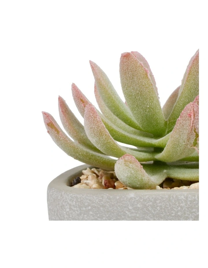 Succulents Artificial Plant 16cm Set of 4 in Multi image 5