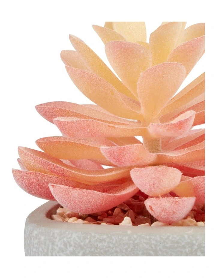 Succulents Artificial Plant 16cm Set of 4 in Multi image 6