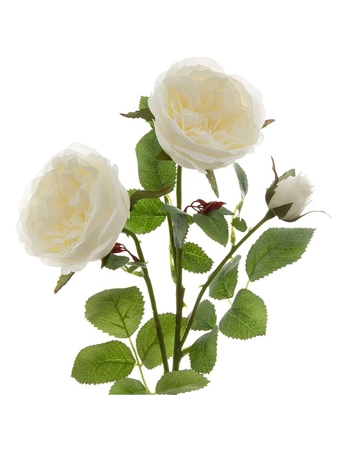 David Austin English Rose 55cm in White image 1