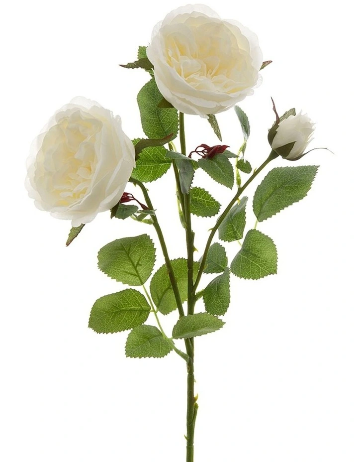 David Austin English Rose 55cm in White image 2