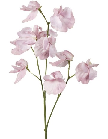 Lavender colour