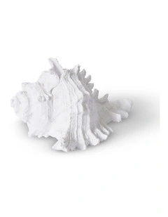 Murex Shell 8cm in White