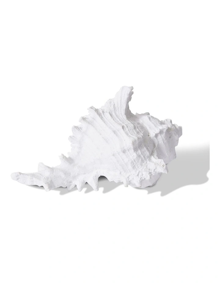 Murex Shell 8cm in White image 2