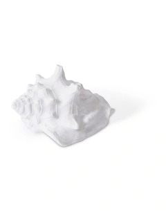 Fighting Conch Shell in White 4cm