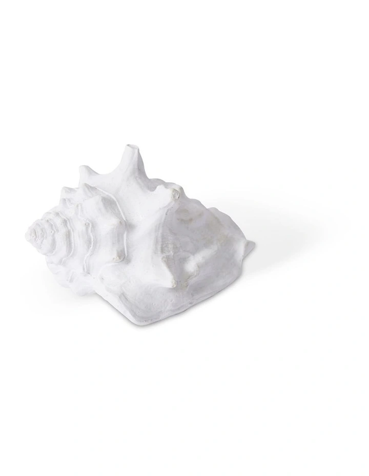 Fighting Conch Shell in White 4cm image 1