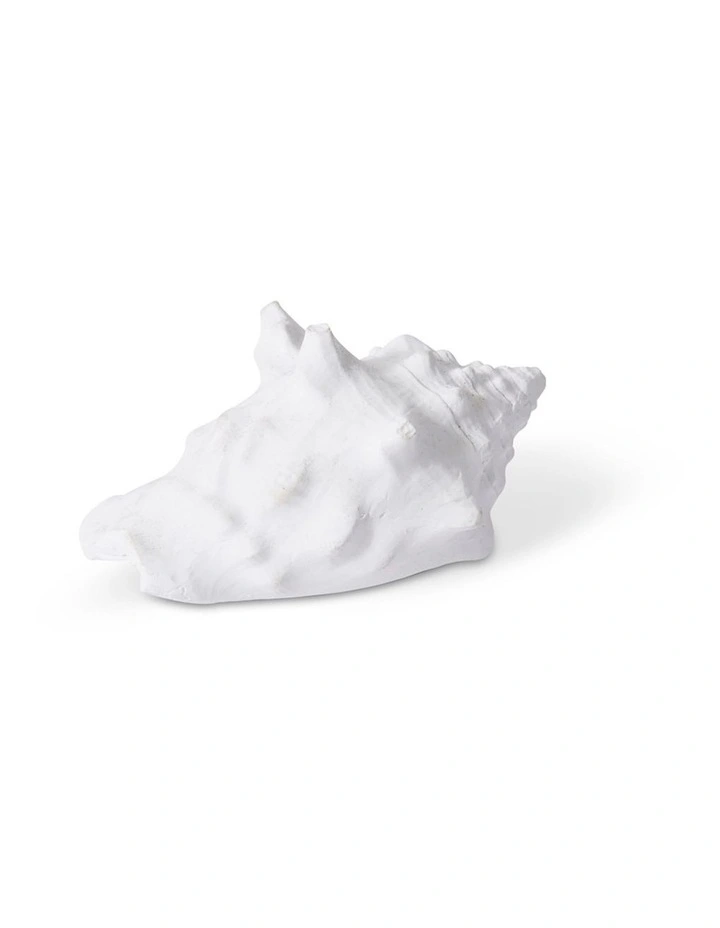 Fighting Conch Shell in White 4cm image 2