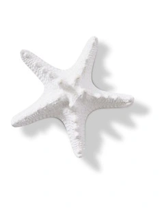 Knobbed Starfish 3cm in White