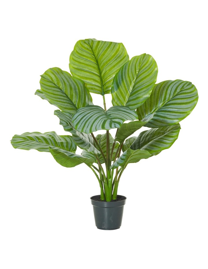 Rogue | Calathea Plant In Garden Pot 50x64cm | MYER