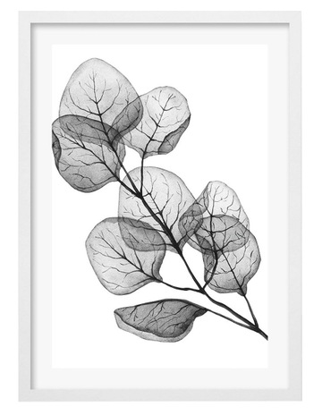 White colour