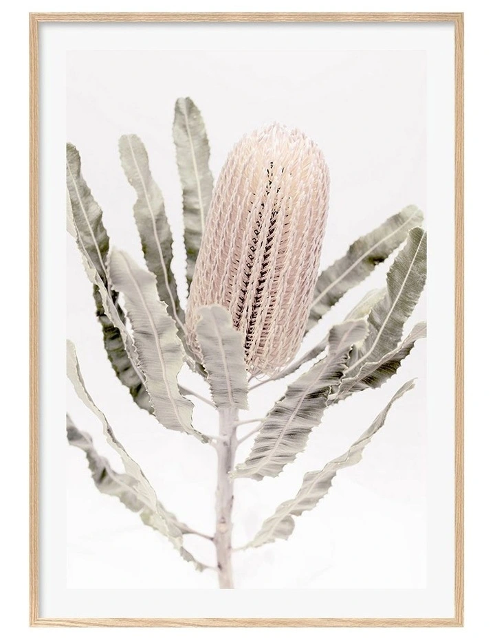 Australian Made Banksia Flower Art Print A0 Frame in Natural Frame image 1