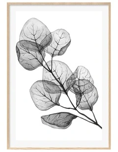 Australian Made Trans Dollar Leaves Art Print A0 White Frame