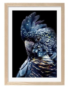 Australian Made Black Cockatoo 2 Wall Art Print Frame in Natural Oak