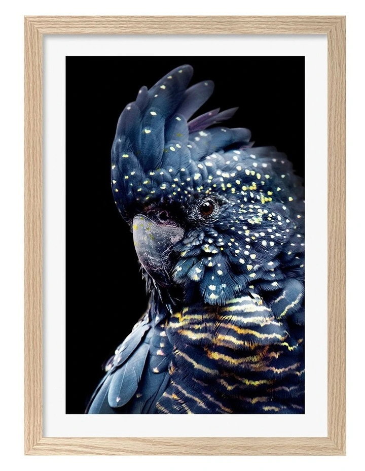 Australian Made Black Cockatoo 2 Wall Art Print Frame in Natural Oak image 1