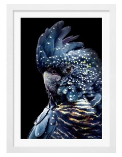 Australian Made Black Cockatoo 2 Wall Art Print Frame in White