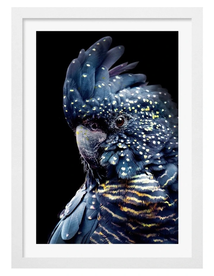Australian Made Black Cockatoo 2 Wall Art Print Frame in White image 1