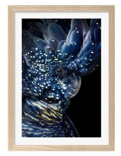 Australian Made Black Cockatoo Print Wall Art Frame in Natural Oak