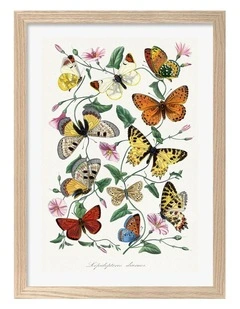 Australian Made Butterfly And Moth Print Wall Art Frame in Natural Oak