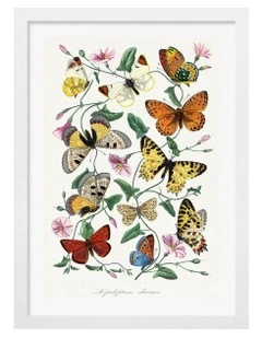 Australian Made Butterfly And Moth Print Wall Art Frame in White