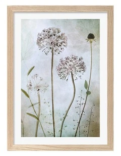 Australian Made Allium Art Print Natural Frame