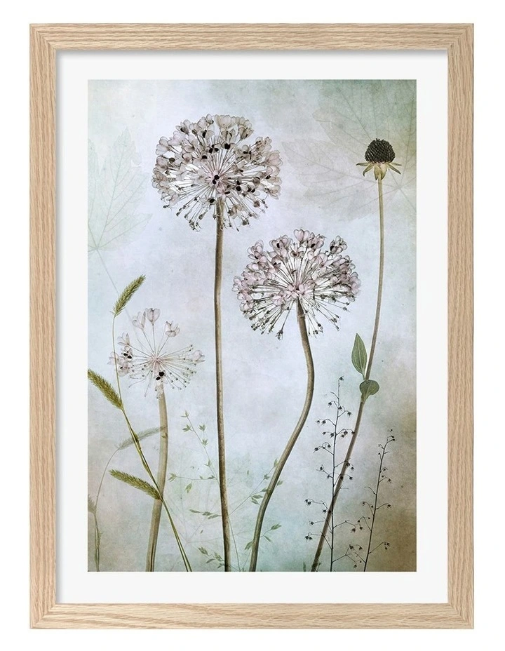Australian Made Allium Art Print Natural Frame image 1
